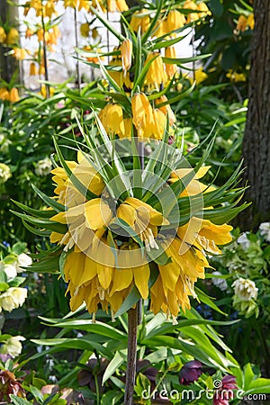 Crown imperial Fritillaria imperialis Lutea yellow flowering plant Stock Photo